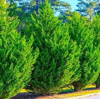 10 Goat Fence Ideas for Safe and Functional Backyards 85 10 Murray Cypress Trees - 6-12'' Tall Live Plants - Fast Growing Privacy...