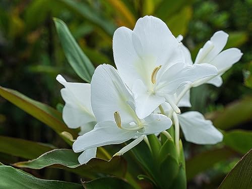 Miniatura 2 de Planta de jengibre blanco - Hedychium Coronarium