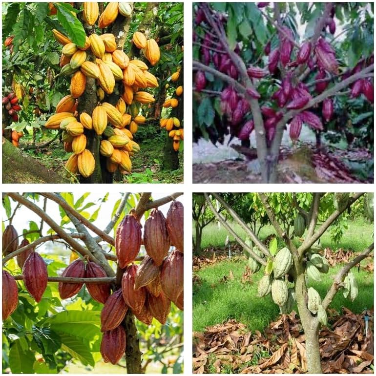 - Rare Chocolate Theobroma Cacao Cocoa Plant Tropical Fruit 4 Live Plant (1 Plant Each) Healthy PLant Combo