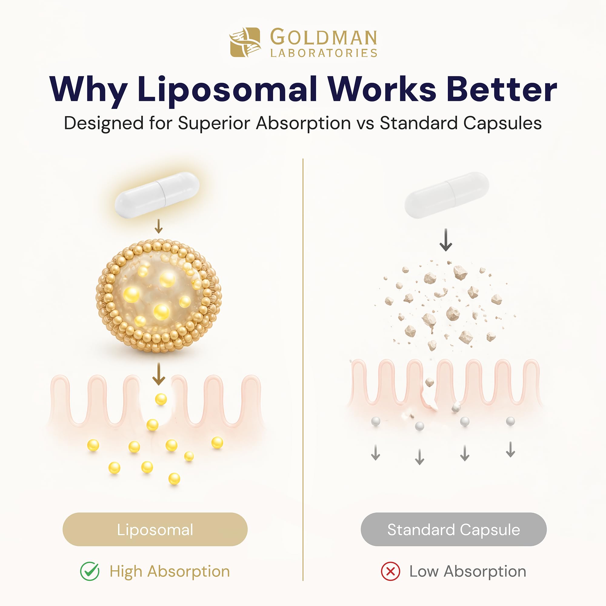 liposomal glutathione bioavailability compared to standard Liposomal Glutathione