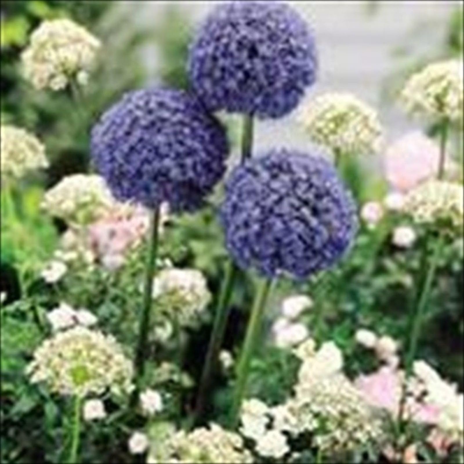 Allium Blue 20 Flower Bulbs