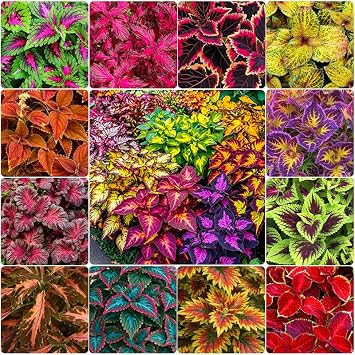 180Pcs Coleus Seeds for Planting - Color Mix, Shade-Tolerant Ornamental, Fast-Growing Plant