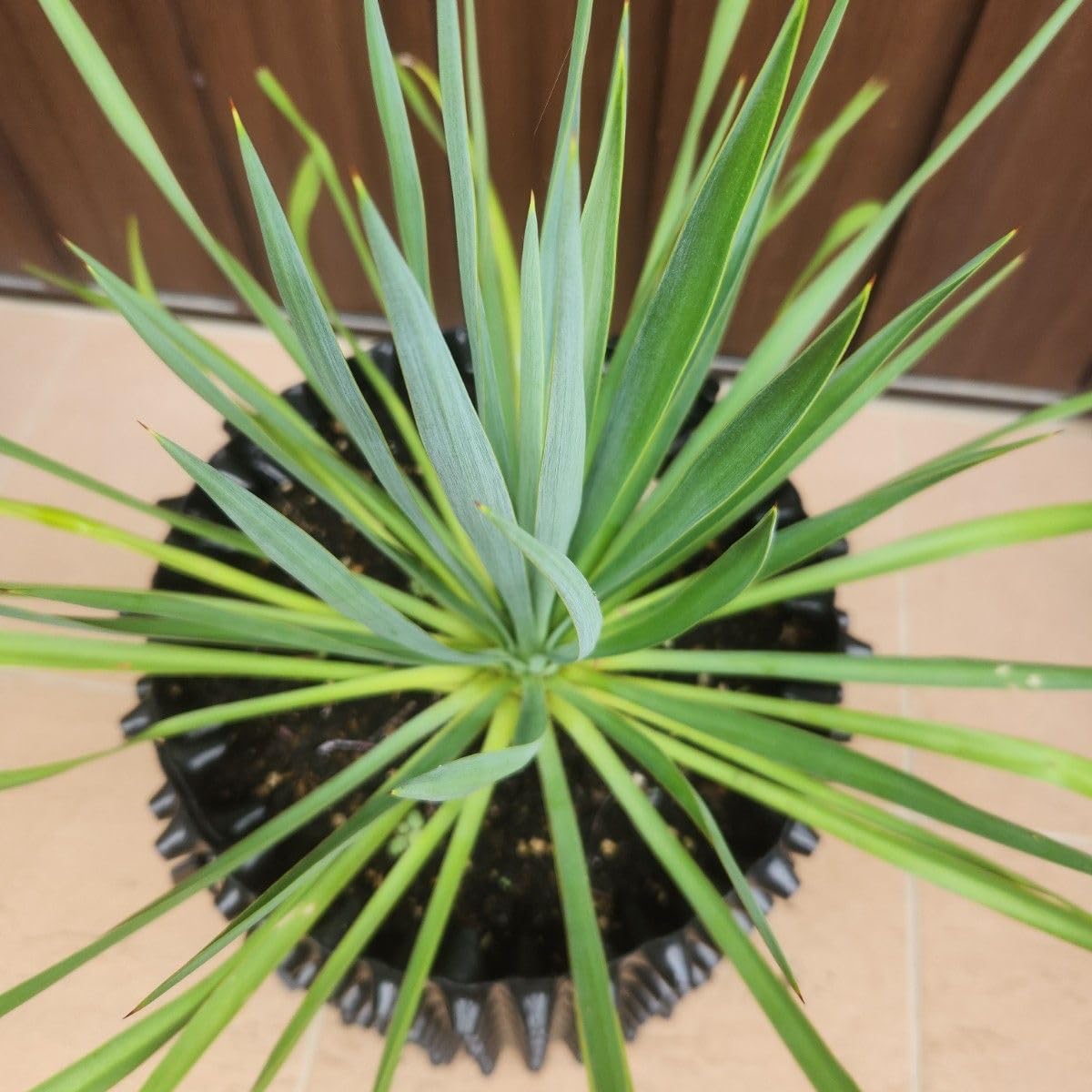 Amazon.co.jp: ユッカ Yucca ブルーセントリー エアーポット 鉢植え 苗