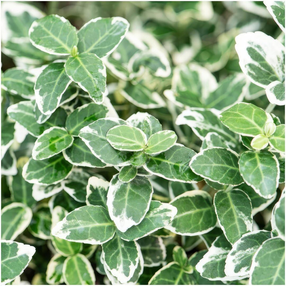Plants by Frank Euonymus Emerald 'n Gaity, 48 Stück, Ø 9 cm