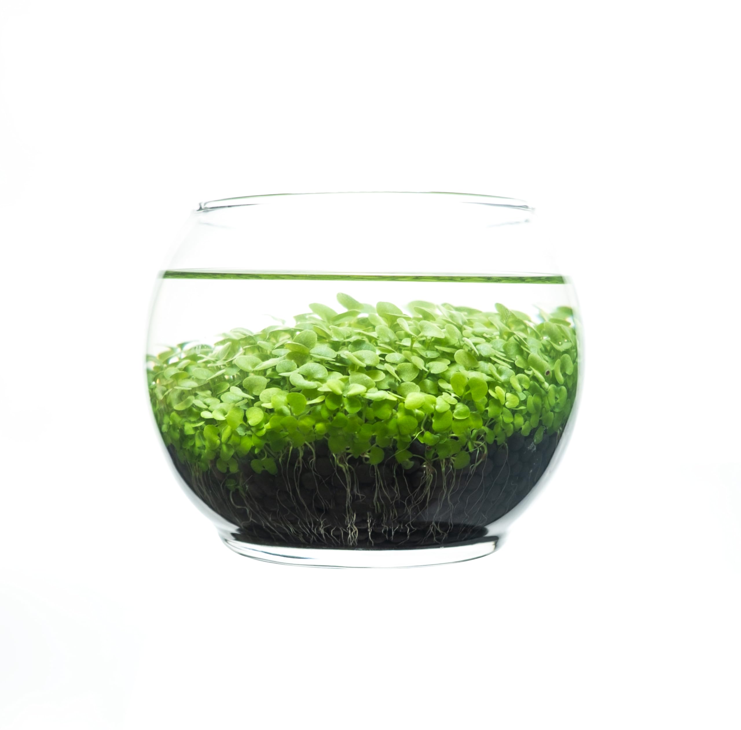 Kraftstories Water Terrarium Kit with Mini Glass Bowl, substrate and seeds | Create Your Own Indoor Garden| DIY Complete Set for Simple, Stunning Growth Unique Gift for nature lover (3.75" H - 4.5" W)