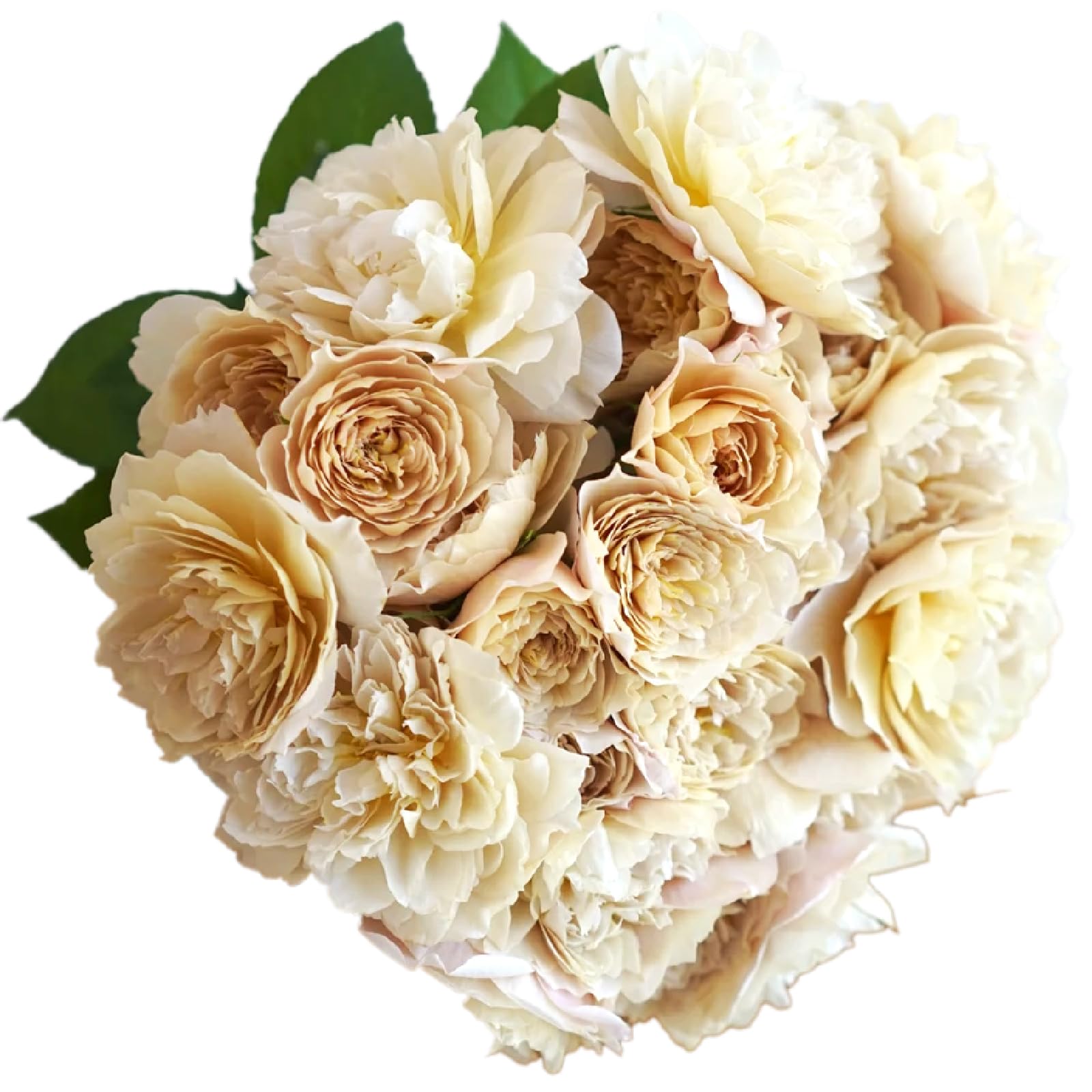 Amazon｜WABARA わばら花束 S-ROSE CHARLOTTE PERRIAND わばら15本程度