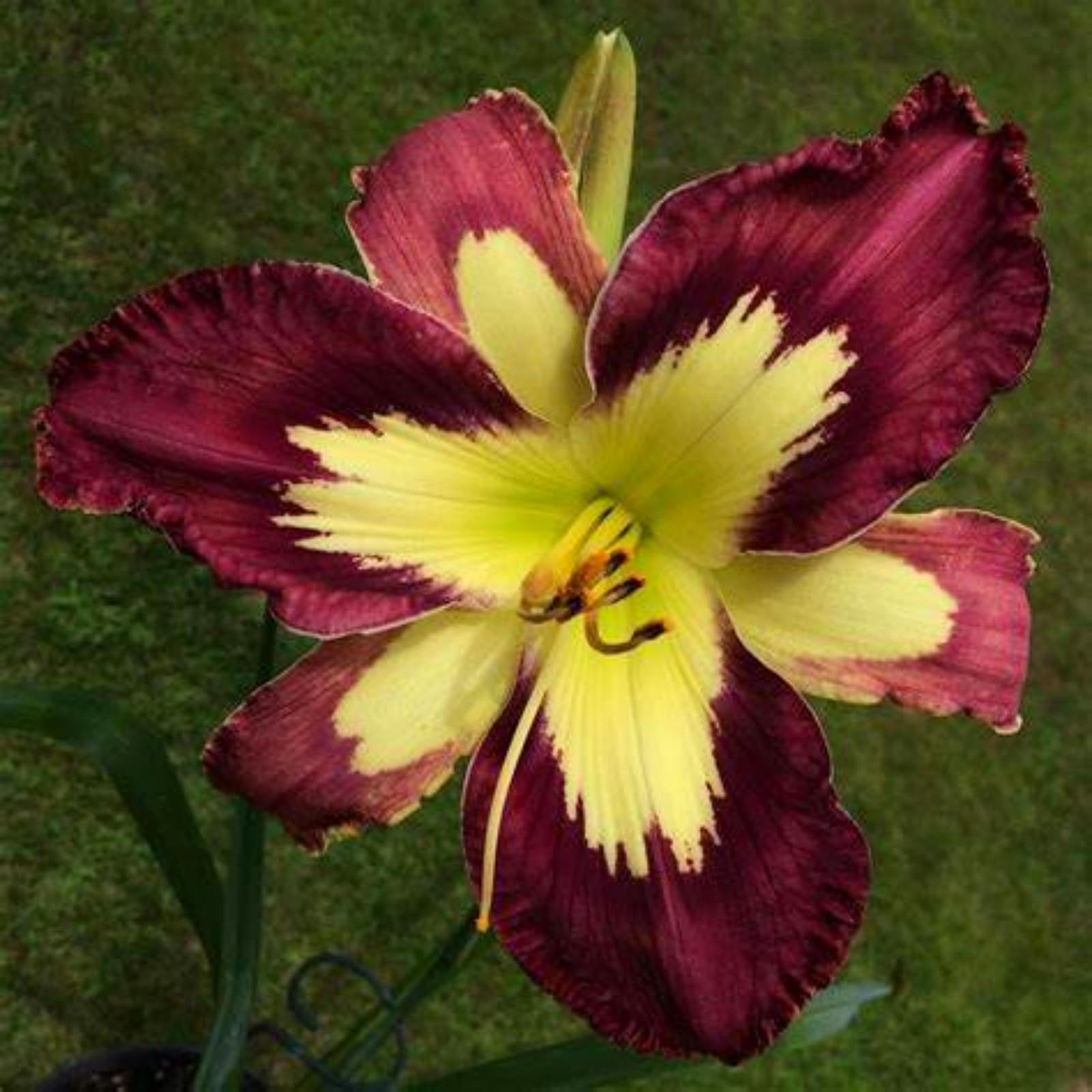 Beautiful Daylily Bulbs - Hardy Perennial - Beautiful Flowers, Suitable for Gardens and Vase Decoration - Easy Care-10 Bulbs-E