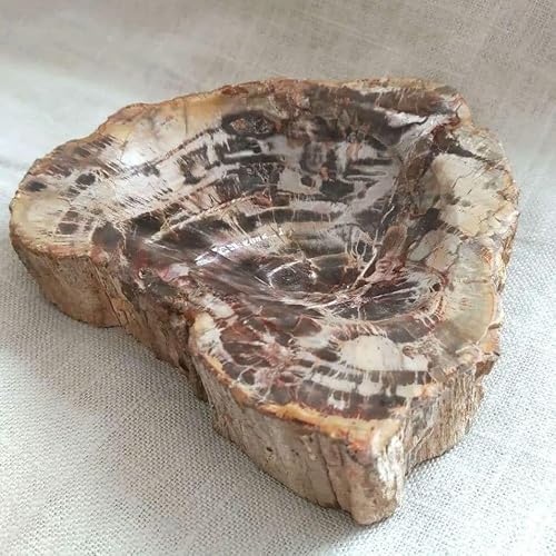 木 化石 ペトリファイドウッド」の人気商品一覧 | 安い商品を通販