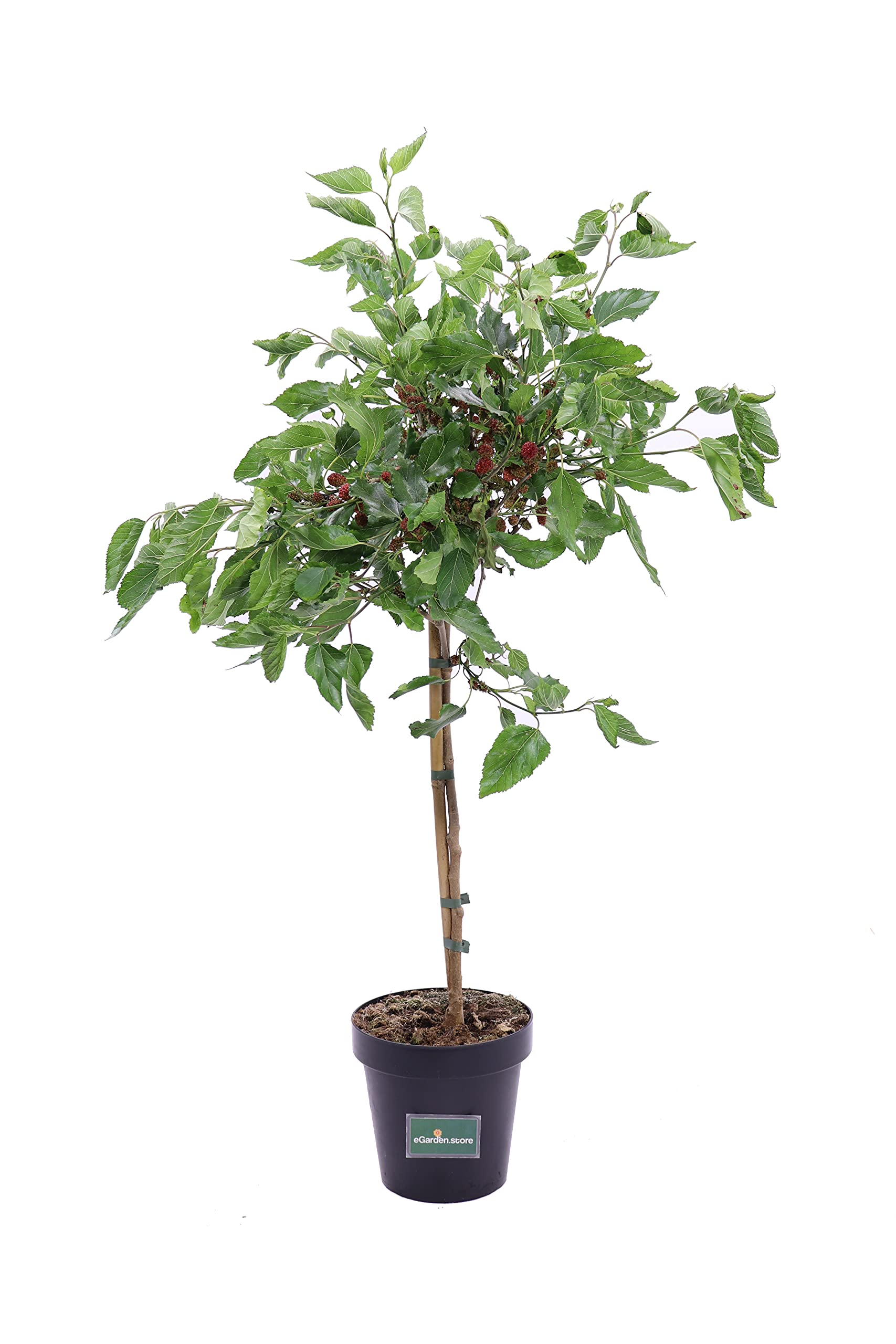 Pianta di Mojo Berry Alberello Pianta di Morus Rotundiloba pianta da esterno pianta ornamentale di Mojo Berry pianta da frutto pianta vera di Mojio Berry venduta da eGarden.store