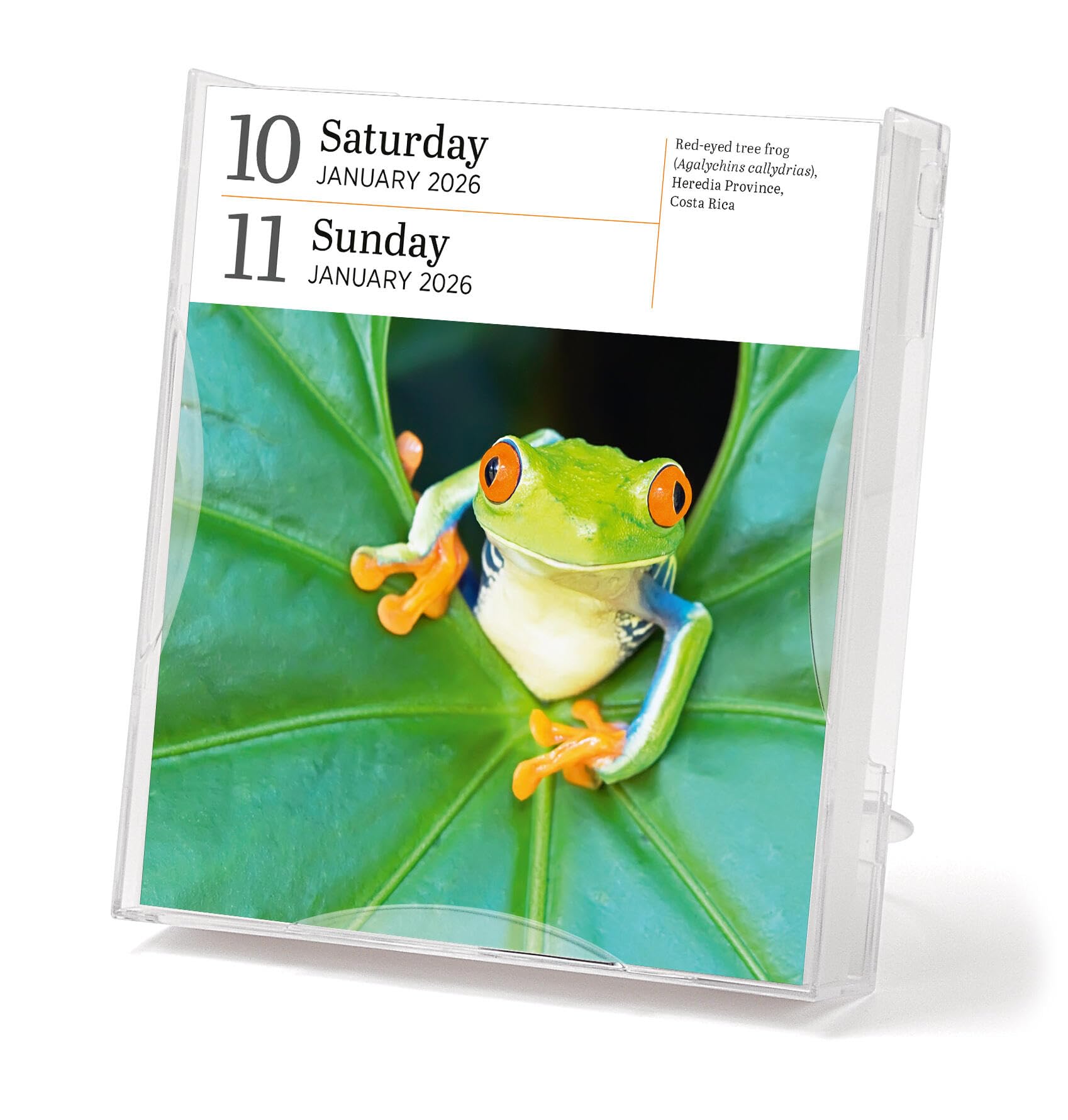 Audubon Nature Page-A-Day® Gallery Calendar 2026