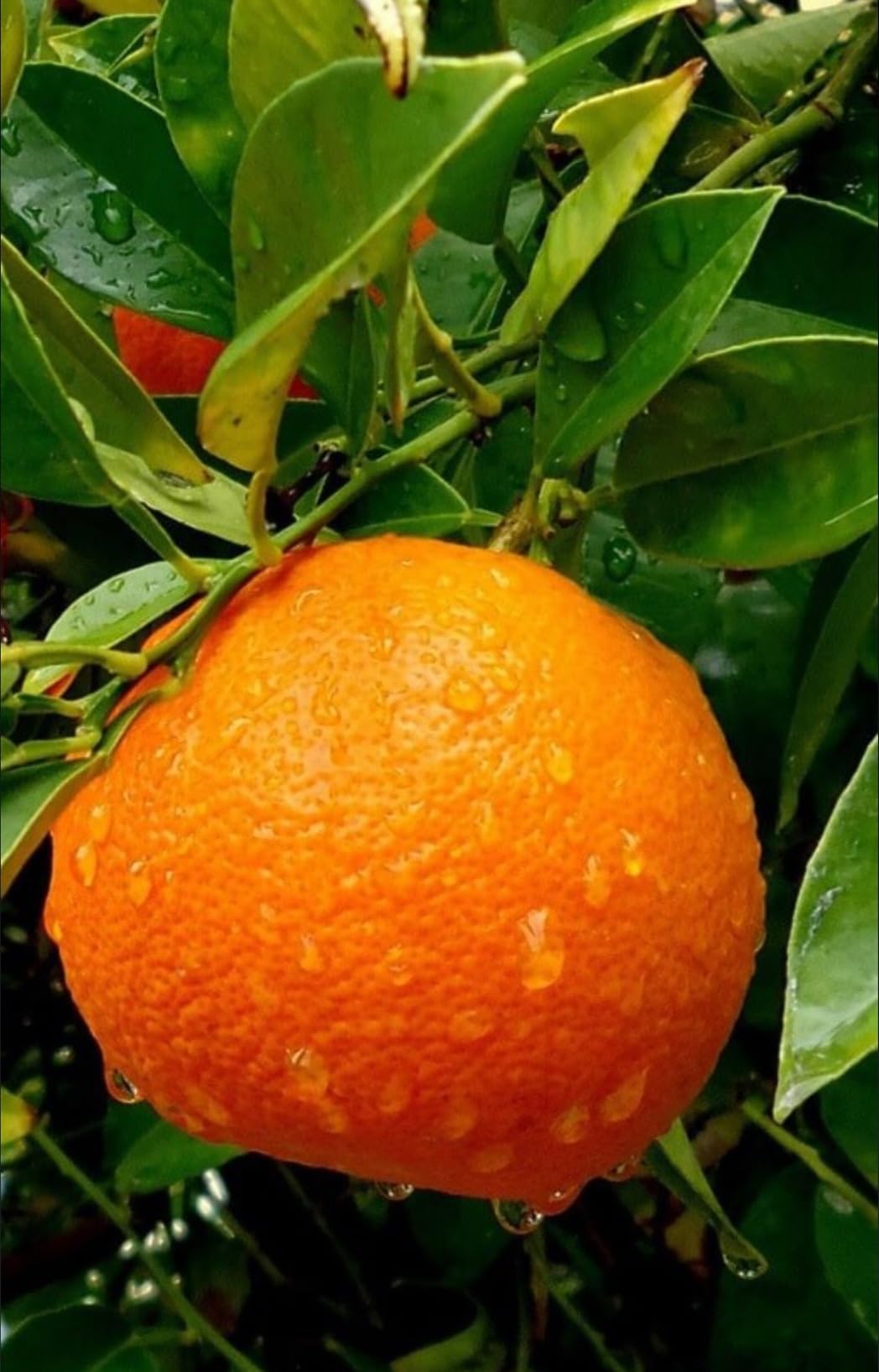 THE PLANT BAZAR-Live Orange Nagpur(Grafted) - Fruit Plants & Tree (B0CPS9WG8T) Amazon Price History, Amazon Price Tracker