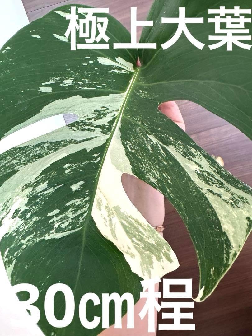 超最高級】極上大株4葉付き 斑入りモンステラ ホワイトタイガー 厳選美株