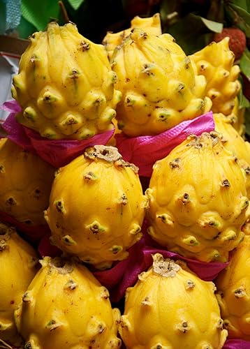 Corte amarillo de la fruta del dragón 8 Inc a 10 Inc longitud para plantar 1 corte