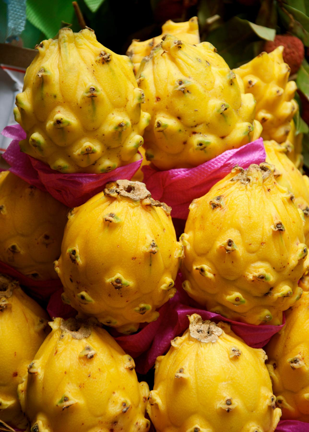 Yunaksea Yellow Dragon Fruit Cutting