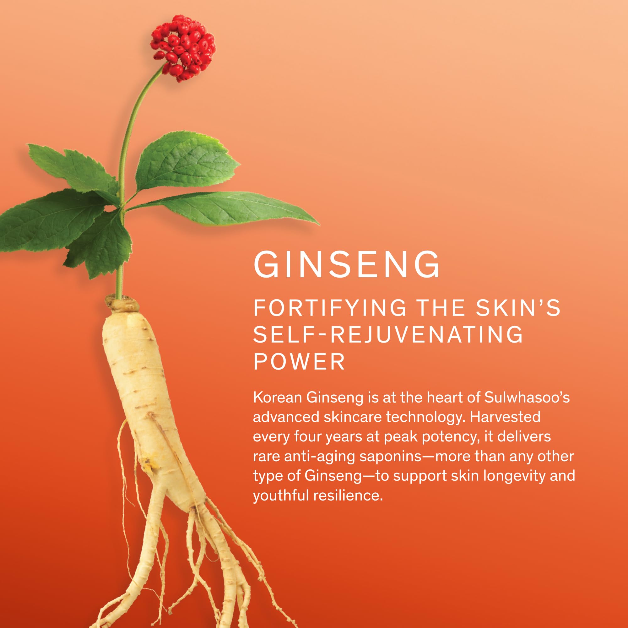 Sulwhasoo Concentrated Ginseng Rejuvenating Serum