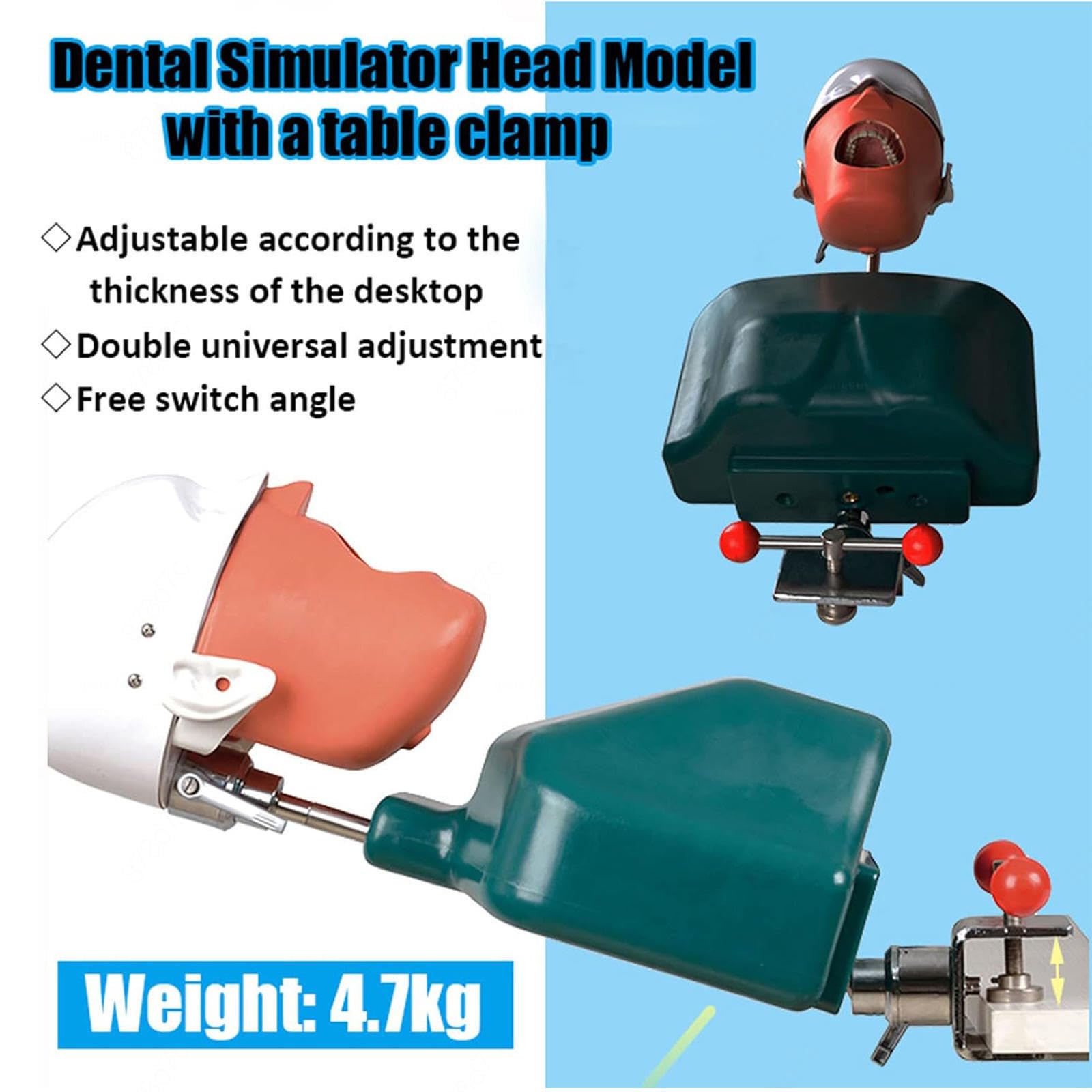 Modello di Testa Fantasma per addestramento odontoiatrico, Modello di Testa di simulatore odontoiatrico con Torso e Denti Rimovibili per Dentisti, assistenti odontoiatrici e igienisti