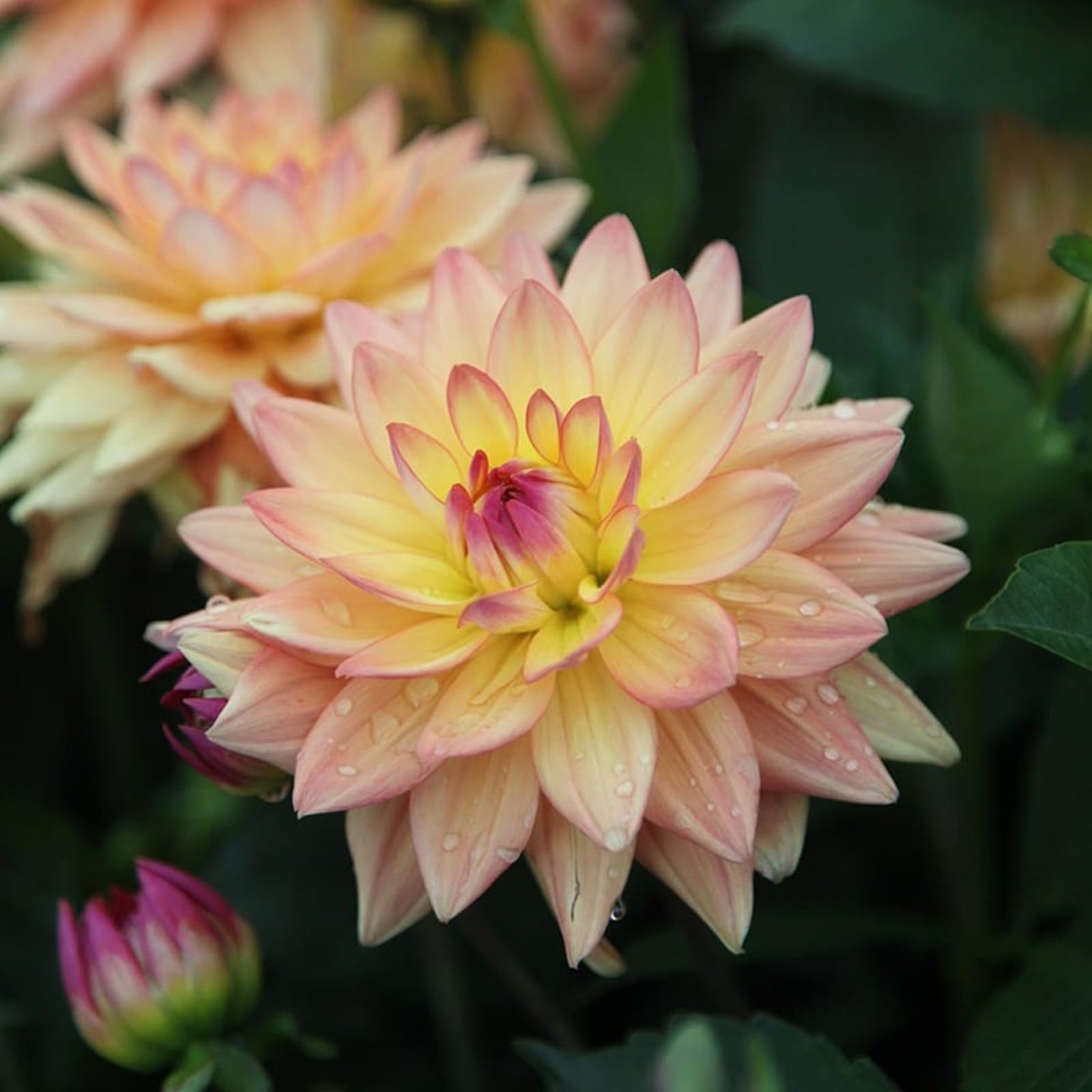Dahlia Bulbs Mix for Planting Now UK,Dahlia tubers Bulk,Hardy Perennials,Beauty of Garden,Wedding Flowers-8bulbs-J
