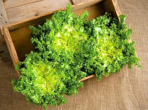 Miniatura 4 de Semillas Endive Lechuga Amarillo Corazón Rizado Frisee 50 Días para Ensalada Vegetales No OGM para Plantar 700 Semillas
