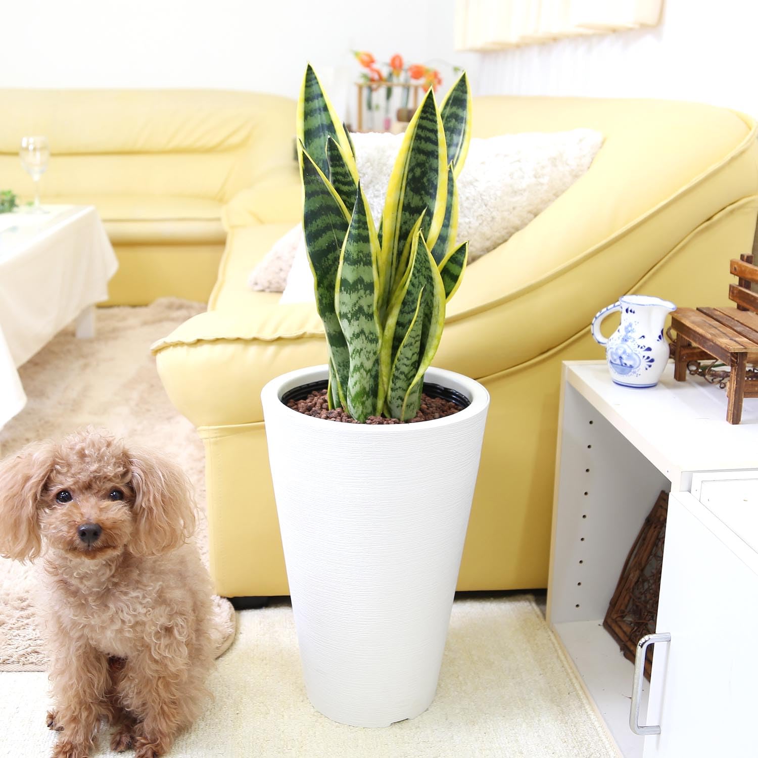 ☆S-38 希少 サンスベリア ヘッジホッグ 鉢ごとメルカリ発送 ☆S-38 希少 サンスベリア ヘッジホッグ 鉢ごとメルカリ発送