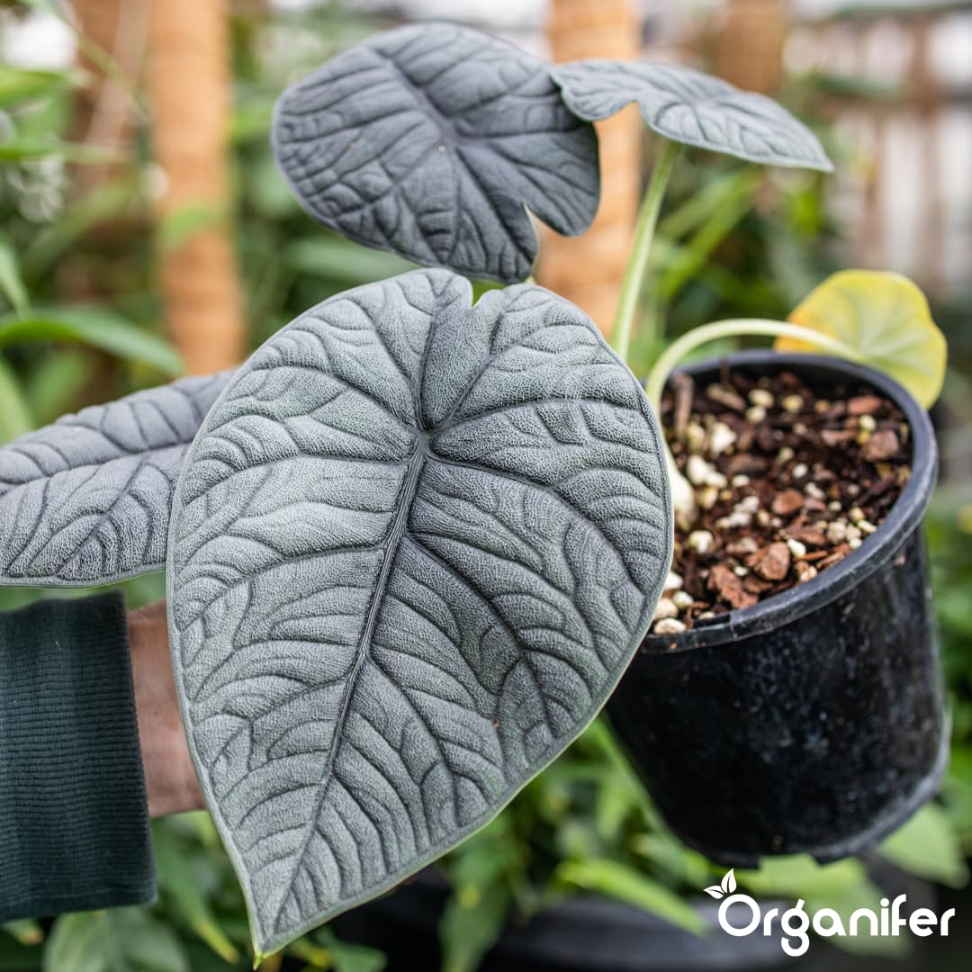 Fertilizante Líquido Para Alocasia - 4x1L - NPK 2-1-8 | Fertilizante Para Hojas Abundantes Y Tallos Fuertes - Favorece Raíces Y Vitalidad - Organifer
