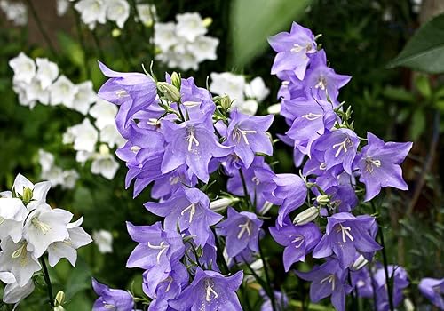 Miniatura 3 de Tussock Bellflower Canterbury Bells Campanula Carpatica Bluebells Seed Mix 1000+ Semillas sin OMG Mezcla blanca y azul