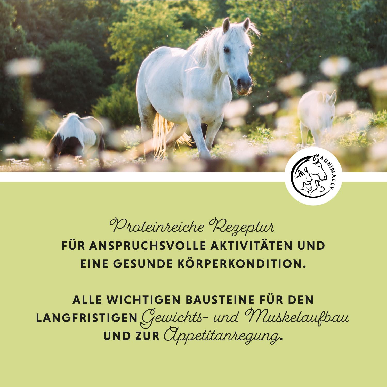 Annimally Polvere Weight Gainer per Cavalli – Mangime Complementare in Polvere con Proteine di Soia, Olio di Semi Canapa, Bockshornklee, Luzerne e Pfefferminze – Alimento Complementare per Cavalli