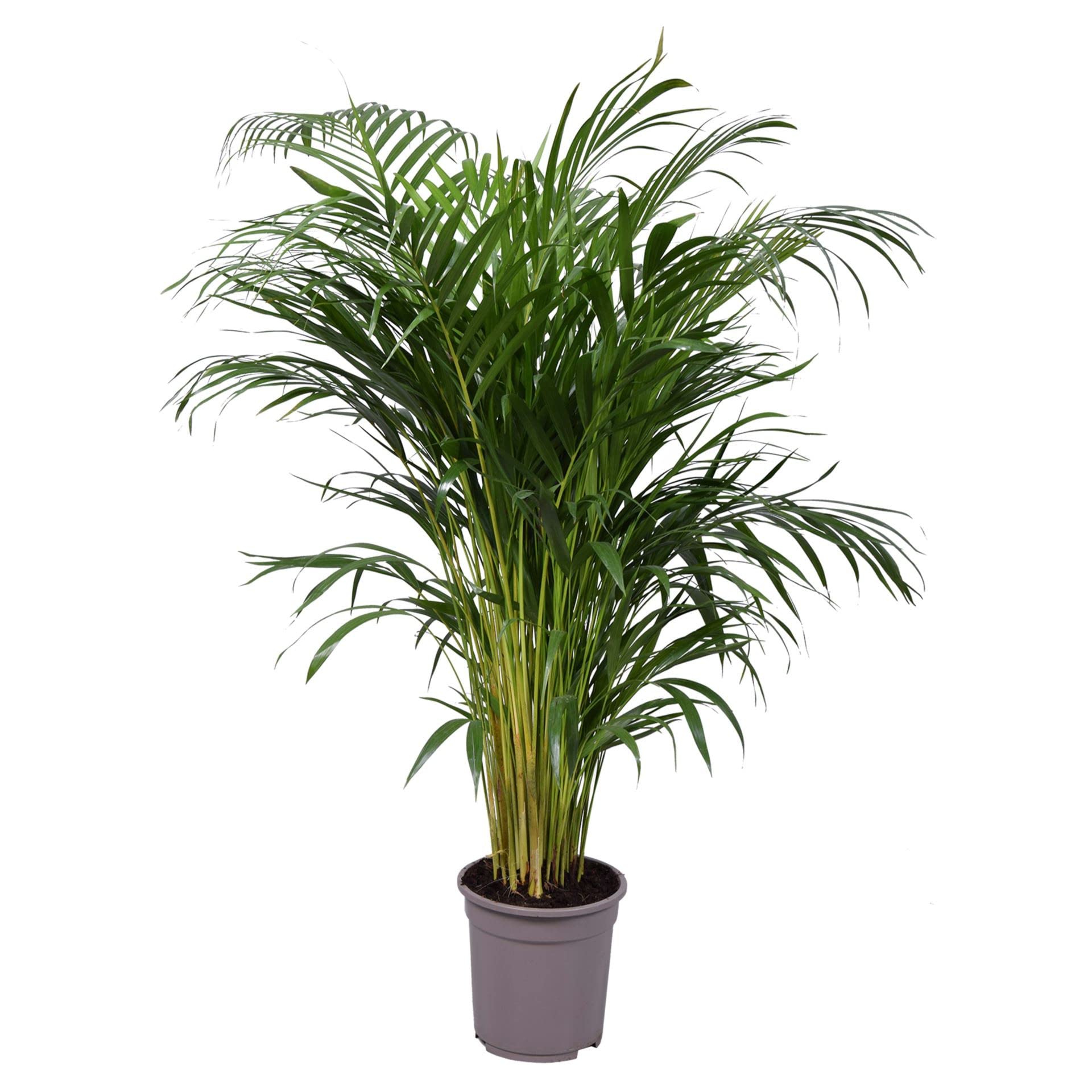 Dypsis Lutescens Grande Palma Areca XL Planta de Interior Palmera Natural para el Hogar