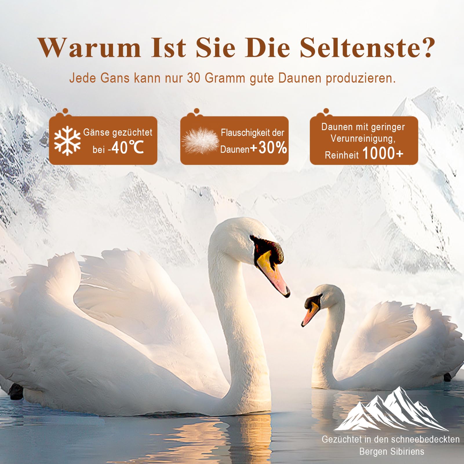 APSMILE Daunendecke 240x260 Ganzjahres I 100% Baumwolle Bettdecke mit 50% Gänsedaunen & 50% Gänsefedern I Allergiker geeignet (Ökotex) | Tierwohl Zertifiziert (DOWNPASS) | Waschbare Federbettdecke