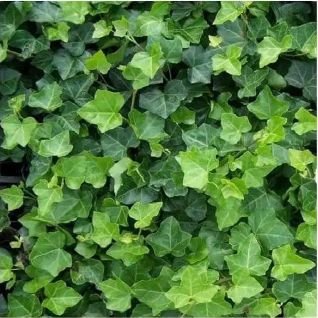 Plants by Frank | 6 Efeu Pflanzen | Hedera Hibernica | Kletterpflanzen Winterhart Mehrjährig | Irischer Efeu | Bodendecker | Kletterstrauch | Immergrün | Gartenpflanzen