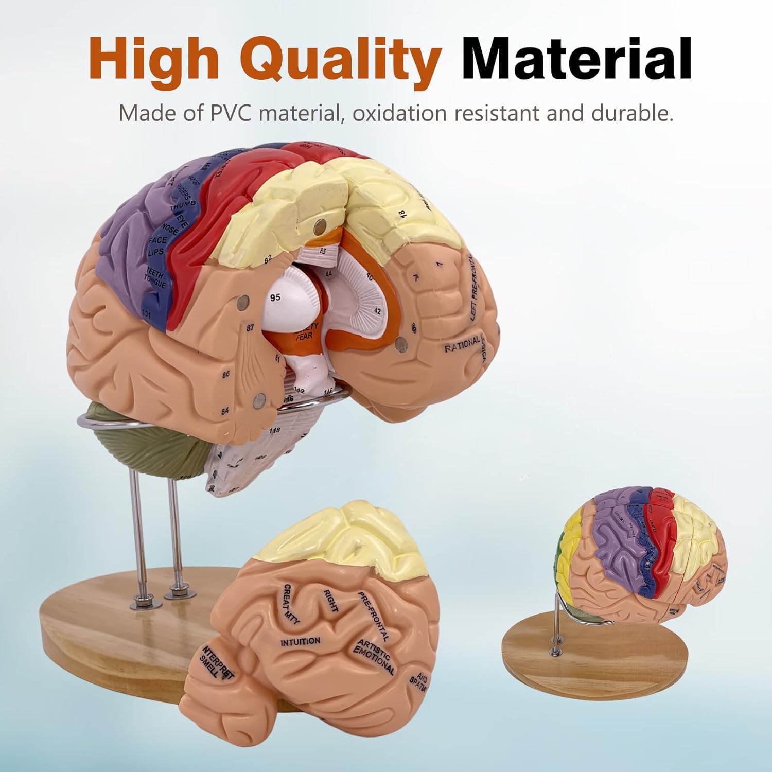 Modello di Cervello Umano Anatomicamente Preciso Maqueta Cervello 4 Porzioni per La Esposizione Medica Aprendizaje Maqueta Cervello Umano Psicologia di Dimensione Reale 2X