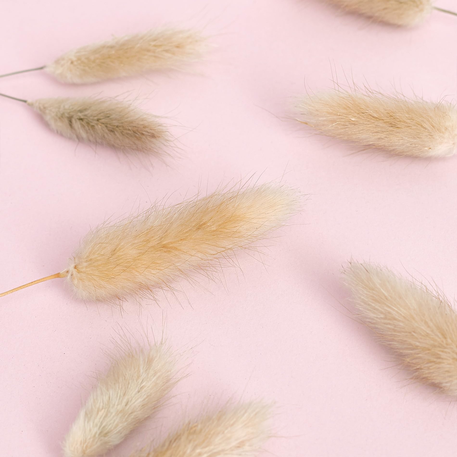 The Baked Studio - Original Dried Flower Lagarus Bunny Tails Set For Cake & Cupcake Decorating & Others Crafts (Natural) - Image 3
