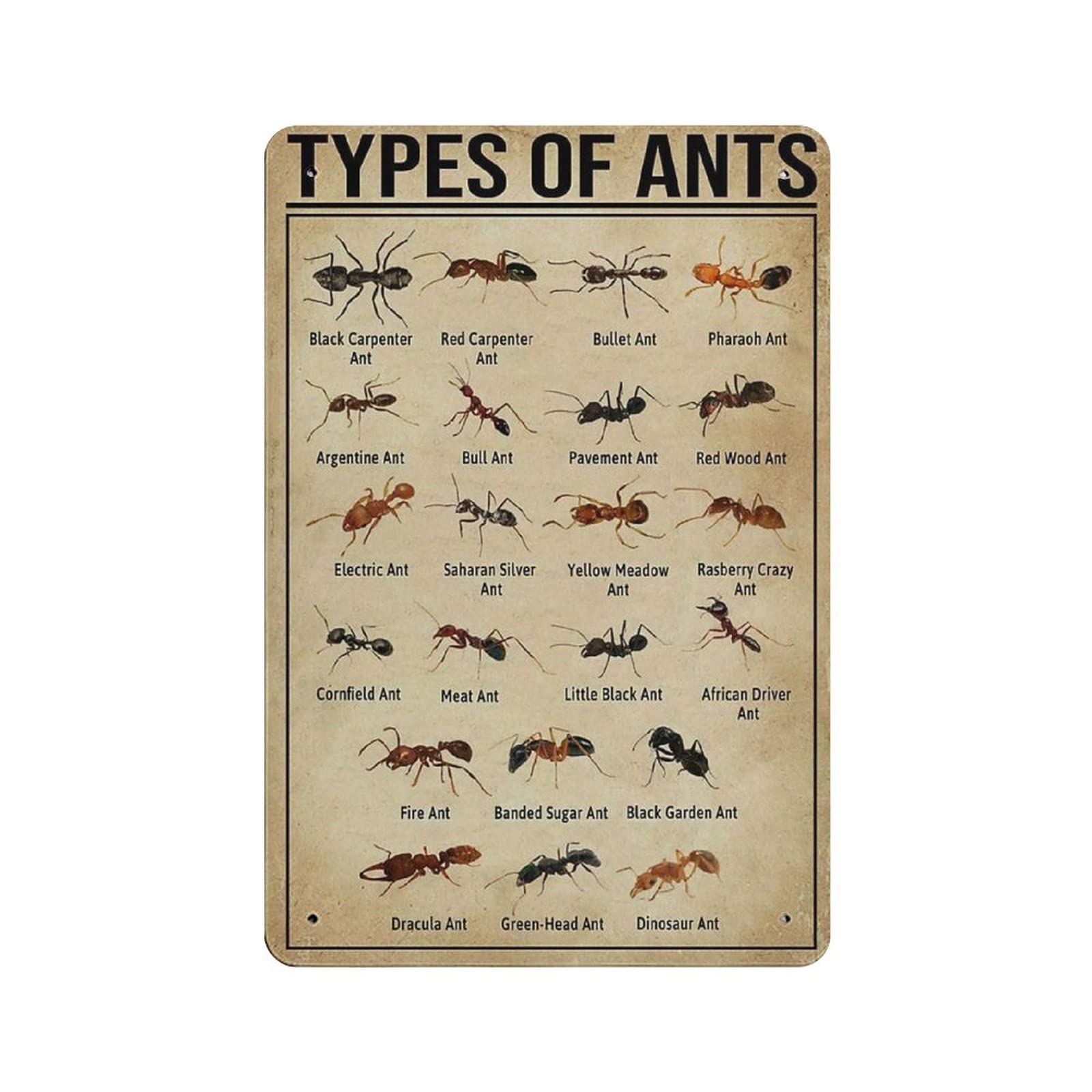Metal Tin Sign Ant Knowledge Vintage Tin Poster Metal Sign Wall Decoration Country Kitchen Home Garage Decor 12"x8"