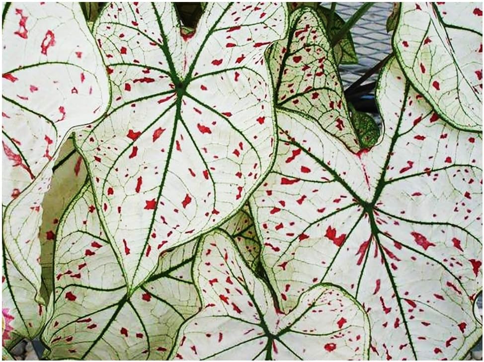 Cranberry Star Fancy Leaf Caladium Large Bulb - Shade-Loving Foliage for Zones 9-11 Indoor & Garden