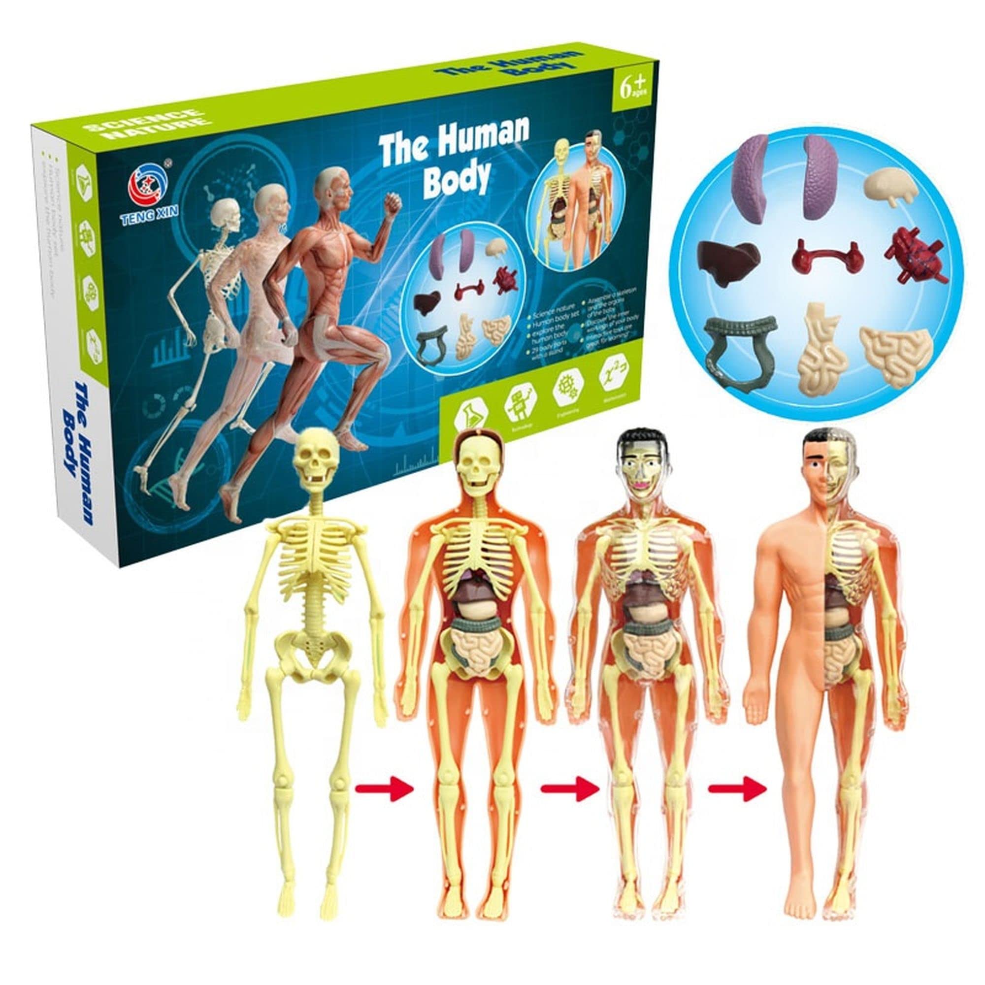 Buy TecheiTulip Human body for kids toys Mini Anatomy model 29