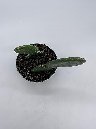 Miniatura 9 de BubbleBlooms Opuntia ficus-Indica, cactus de tuna rara en una maceta de 4 pulgadas bien enraizada