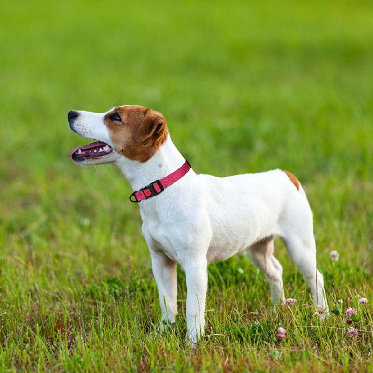 Taglory collare per cani, Imbottito Nylon Regolabile Traspirante Riflettente Collari per Cani di Taglia Piccola, Rosa Caldo