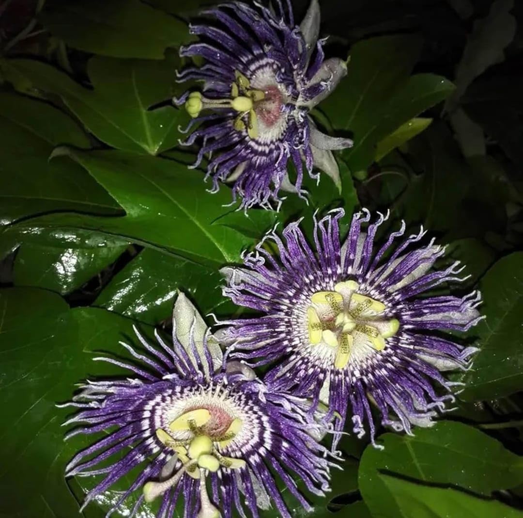 ISHAN PLANT HUB''Krishna Kamal Flowering Plant – Purple Passion Flower Vine | Passiflora Incarnata | Decorative Live Plant for Home & Office Pack Of-1-image-12