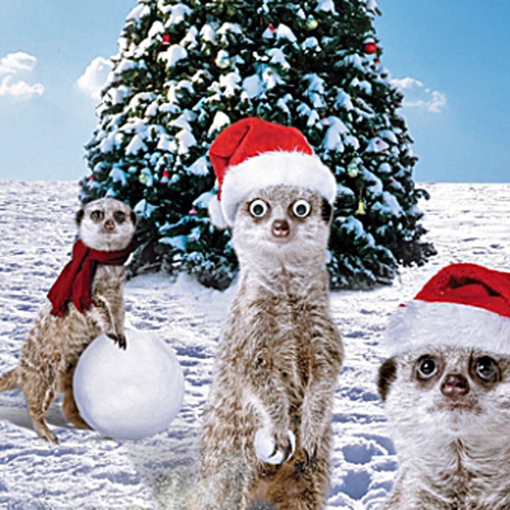 Meerkats in the Snow Single Christmas Card 3D Goggly Moving Eyes