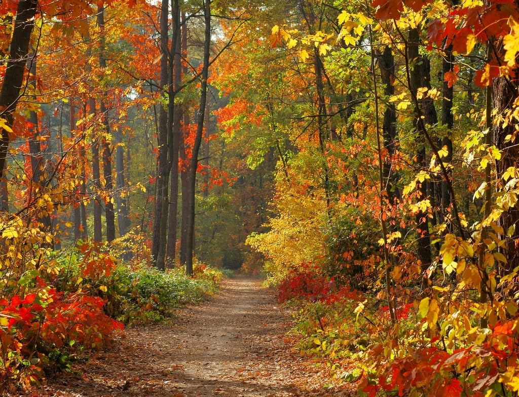 La natura dipinta d'autunno - puzzle online