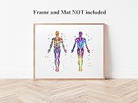 Vista 5 de Dignovel Studios 8 x 10 sin marco sistema muscular anatomía cuerpo humano acuarela arte impresión cartel inauguración de la casa pared giclée