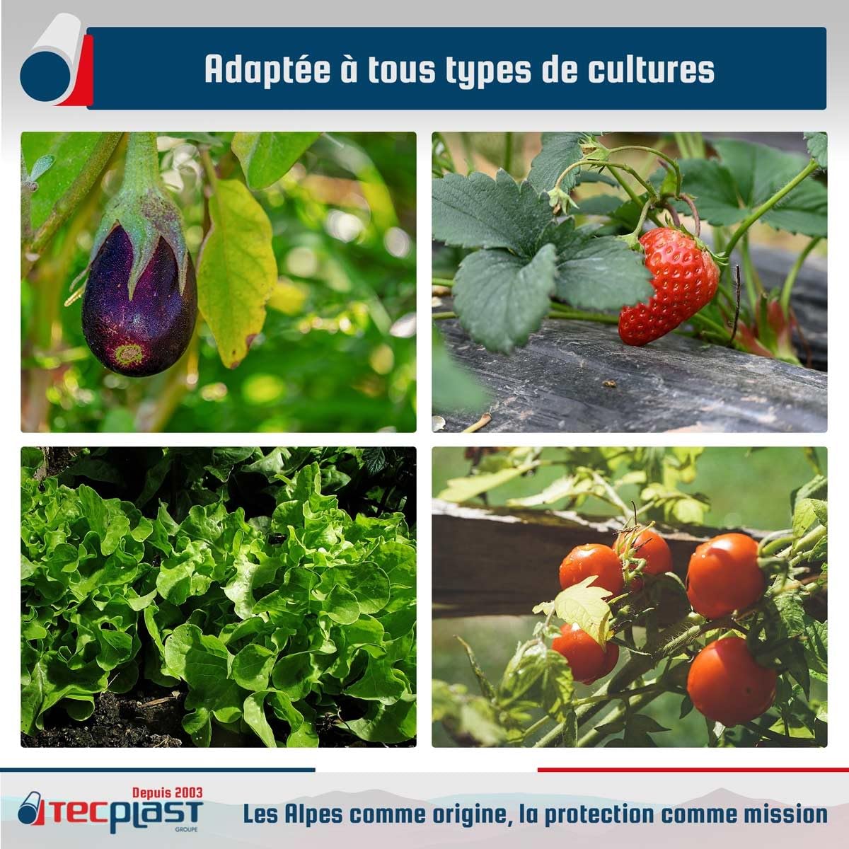 TECPLAST Bâche Serre 6x3 m 200SE - Film Plastique Transparent pour Serre de Jardin - Haute Performance - Made in France