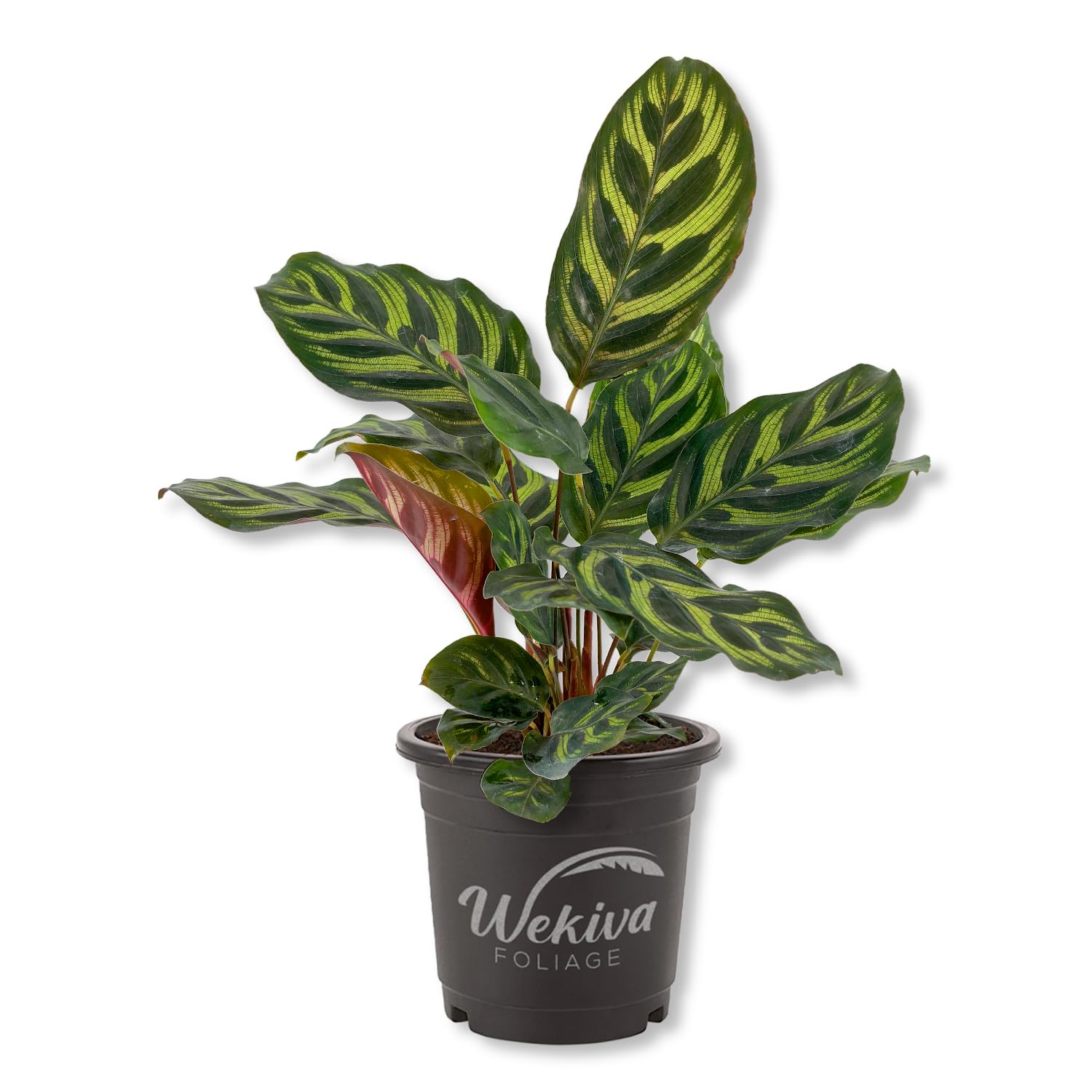 Calathea Makoyana Peacock Plant
