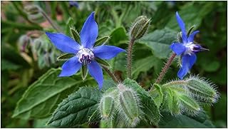 Borage Blue - 200 Finest Seeds - HERB - Organic