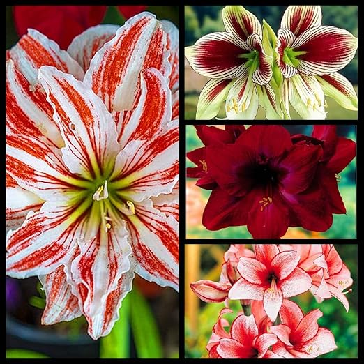 Amazon 22 園芸 絶妙な庭の装飾 切り花 簡単な植え付けとガーデニング レアアマリリスを植える 生きている緑の植物 2球根 A オーガ Amazon 22 園芸 絶妙な庭の装飾 切り花 簡単な植え付けとガーデニング レアアマリリスを植える 生きている緑の植物 2球根 A オーガ