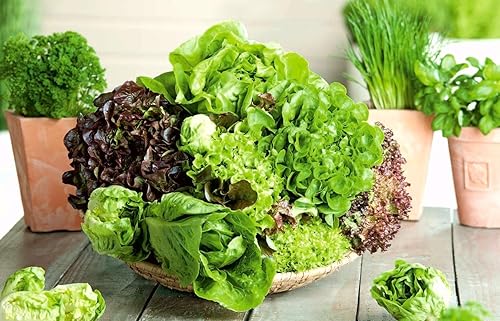 Miniatura 2 de Mezcla de lechuga de interior Seeds - 20 días para ensalada - Vegetales tradicionales - Sin OMG