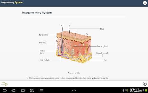 Human Body Anatomy
