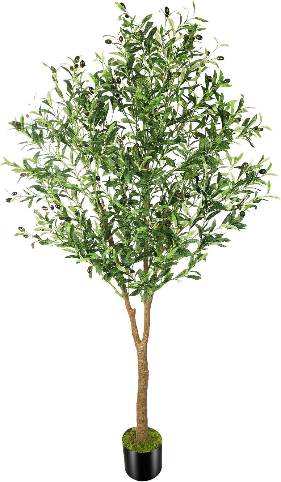 Olive Tree