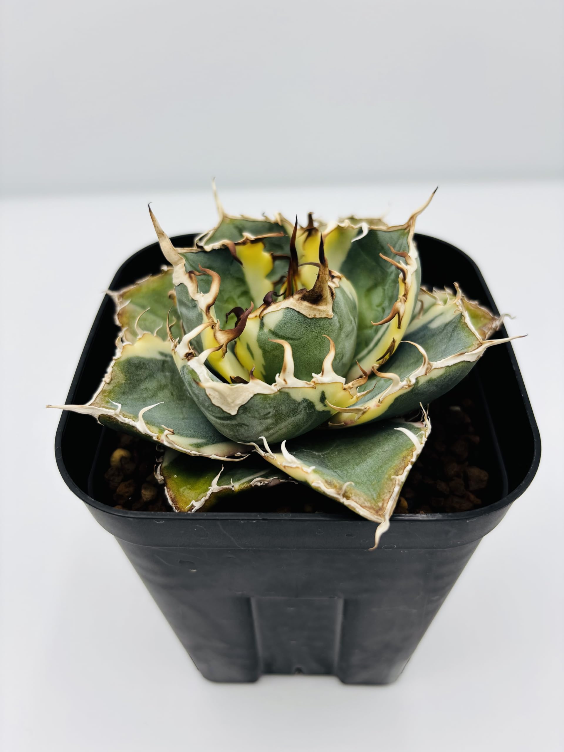 Amazon｜アガベ チタノタ 白鯨 (ハクゲイ)/ Agave titanota 'White