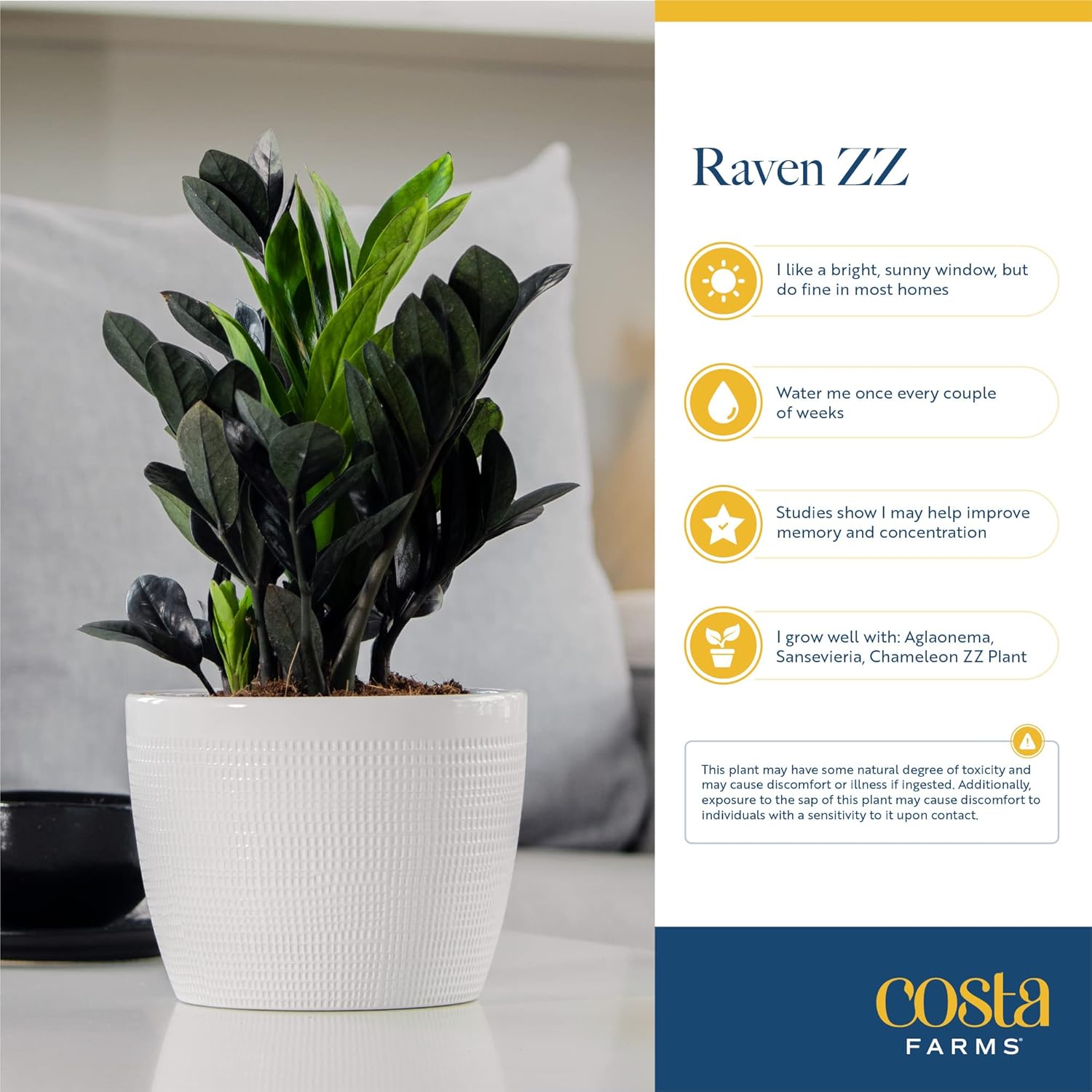 Costa Farms Raven ZZ Plant, Easy Care Indoor Houseplant, Potted in Decorative Plant Pot with Soil, Room Decor for Tabletop, Shelf, or Office Desk, Trending Tropicals Collection, 22-Inches Tall
