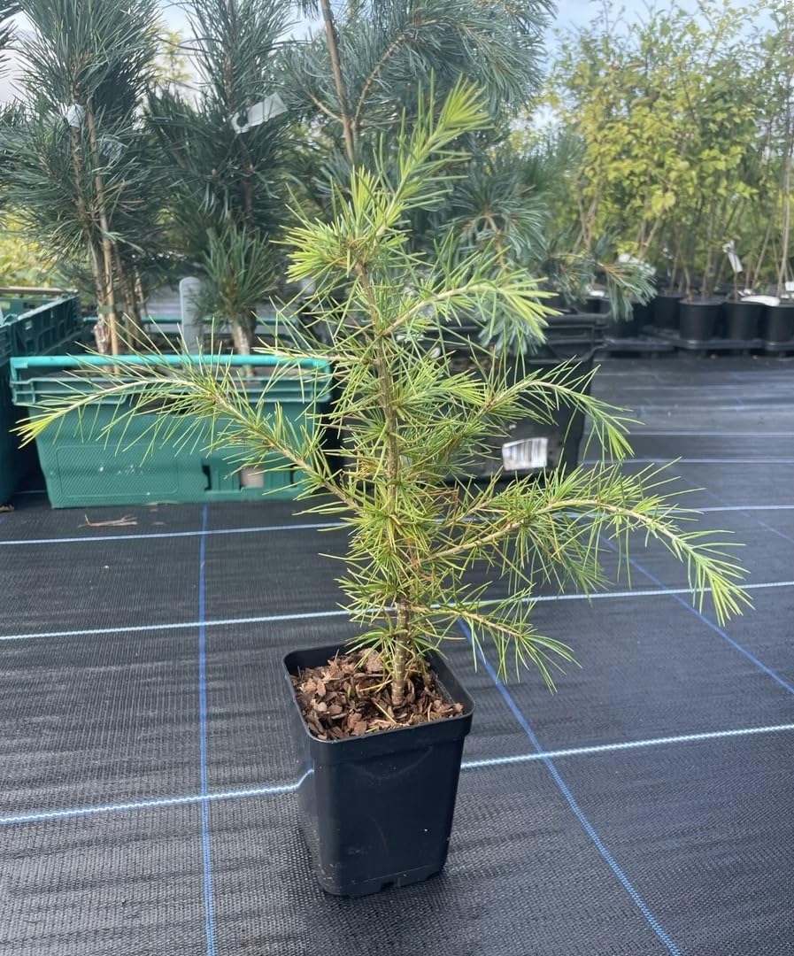 Cedro dell'Himalaya "Cedrus deodara" pianta in vaso 8x8 cm Vivaio di Castelletto